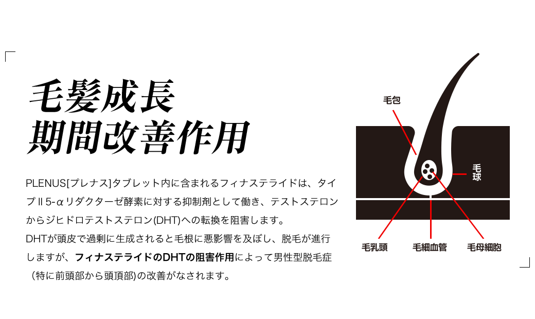 毛髪成⻑ 期間改善作用